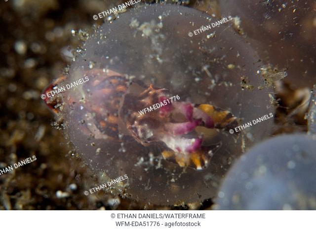 Flamboyant Cuttlefish hatches of its Egg, Metasepia pfefferi, Lembeh Strait, North Sulawesi, Indonesia
