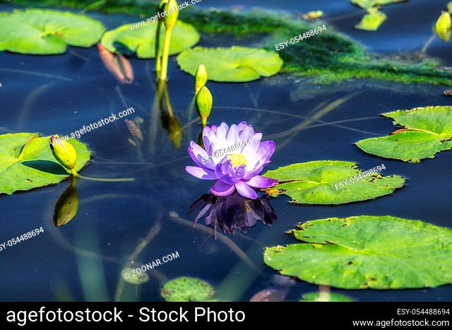 lotus flowers in semiwon garden taken up close