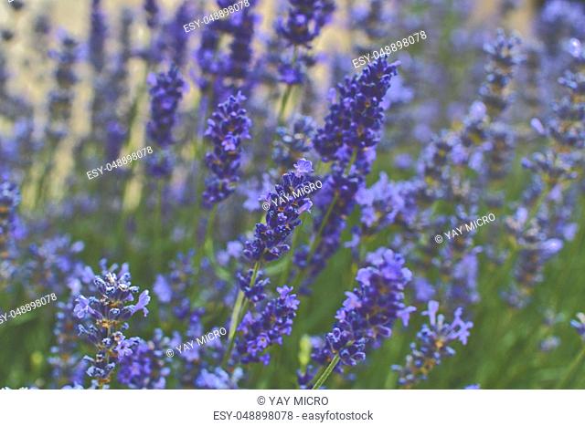 Tenderness of lavender fields. Lavenders background. Soft and selective focus. Add haze