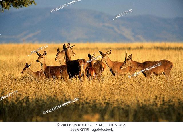 Red Deer (Cervus elaphus). Cabañeros. Spain