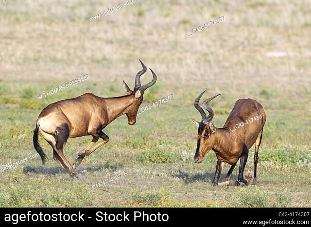 Red Hartebeest (Alcelaphus buselaphus caama). Fighting bulls. Kalahari Desert, Kgalagadi Transfrontier Park, South Africa