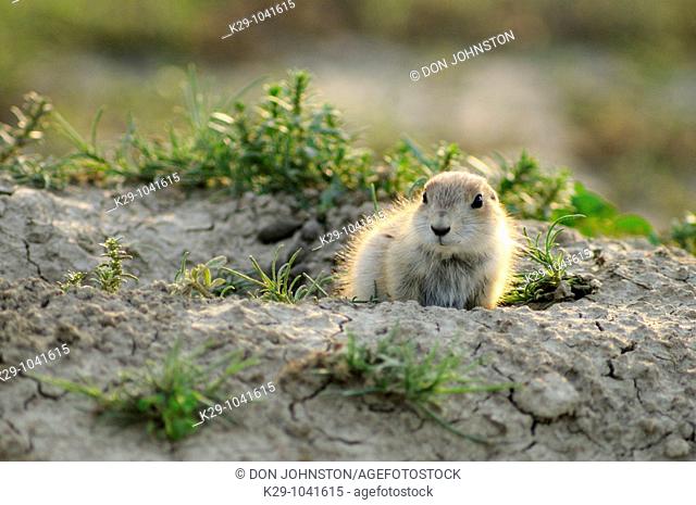 Black tailed prairie dog Cynomys ludovicianus baby at burrow entrance
