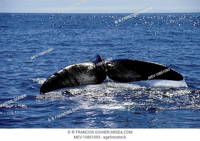 Northern Right Whale - Tail  (Eubalaena glacialis). Bay of Fundy, New Brunswick, Canada