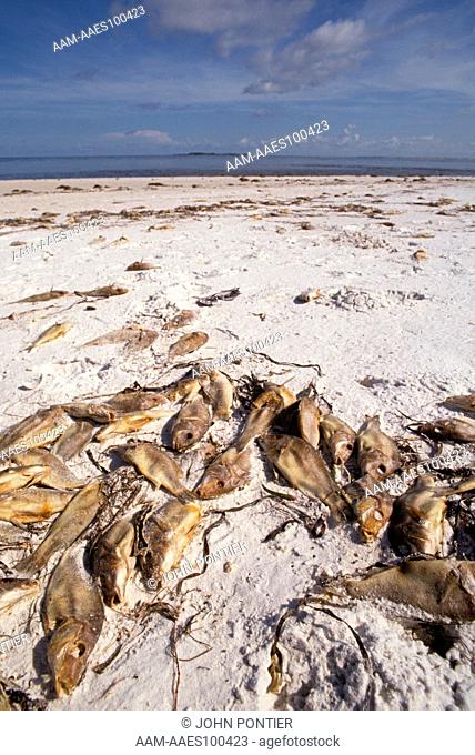 Red Tide fish kill Florida West coast. September 1991