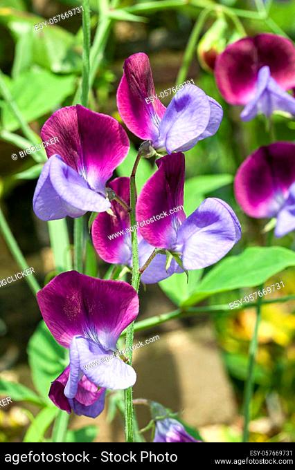 Sweet Pea 'Matucana' (Lathyrus odoratus) a purple red spring summer flower plant, stock photo image