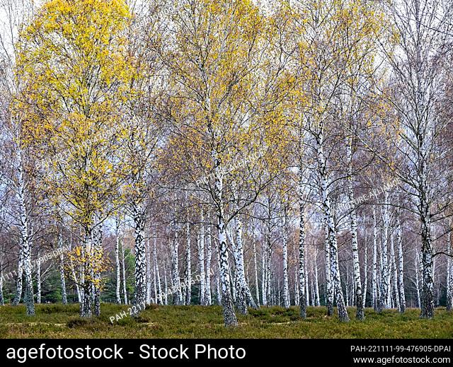 11 November 2022, Brandenburg, Reicherskreuz: Only a few autumn-colored leaves can still be seen on the birch trees in the Reicherskreuzer Heide nature reserve