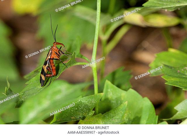 Male scorpionfly, Panorpa nuptialis, on shoreline vegetation. Caddo Lake State Park, Marion County, Texas