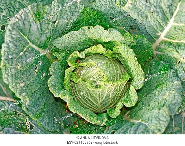 Cabbage in the garden as a background