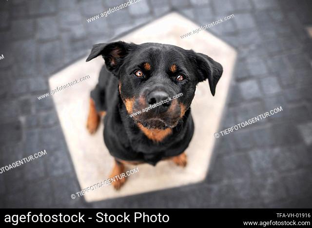 Rottweiler in the city
