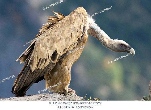Bearded vulture Gyps fulvus at Ordesa and monte perdido national park, Huesca province, Aragon, Pyrenees, Spain