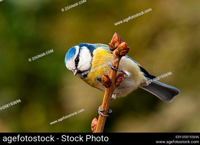 Blue tit, Cyanistes caeruleus, in autumn. Little colorful garden bird sitting on a branch. Yelllow and orange fall colours, blurred backround