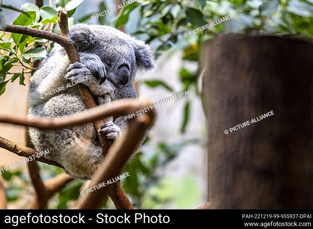 19 December 2022, North Rhine-Westphalia, Duisburg: Young animal Erlinga (male) on a branch. Duisburg Zoo presents double koala offspring