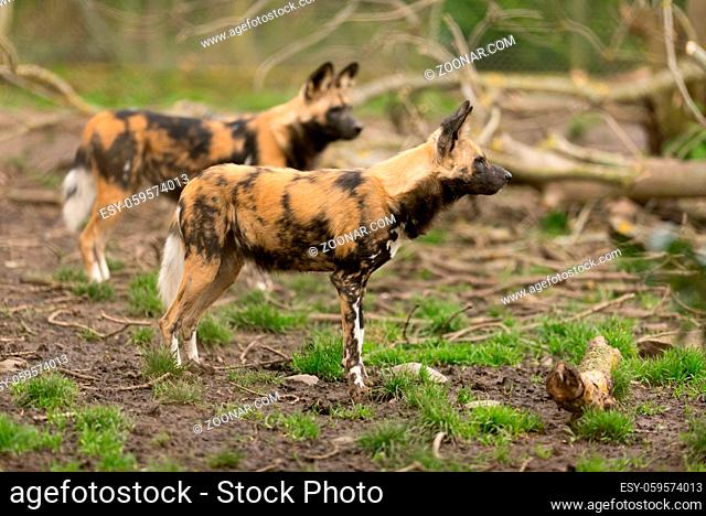 African wild dog in the wilderness of Africa, painted wolf