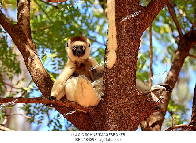 Verreaux's Sifaka (Propithecus verreauxi), adult in a tree, Berenty Reserve, Madagascar, Africa