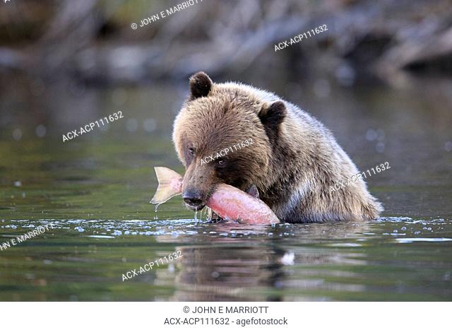 Grizzly bear, British Columbia, Canada