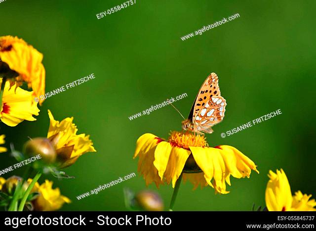 A butterfly, a queen of Spain fritillary (Issoria lathonia), sitting on a yellow coreopsis-flower. The wings are closed