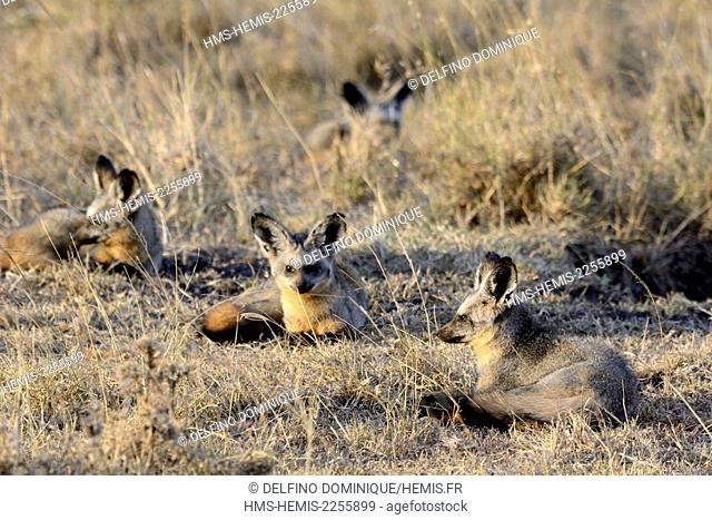 Kenya, Masai Mara Reserve, Otocyon (Otocyon megalotis) family in Savannah