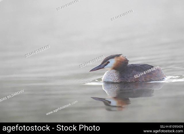 Great Crested Grebe (Podiceps cristatus) swimming in morning mist on a lake, Germany