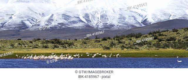 Chilean Flamingos (Phoenicopterus chilensis), Torres del Paine National Park, Chilean Patagonia, Chile
