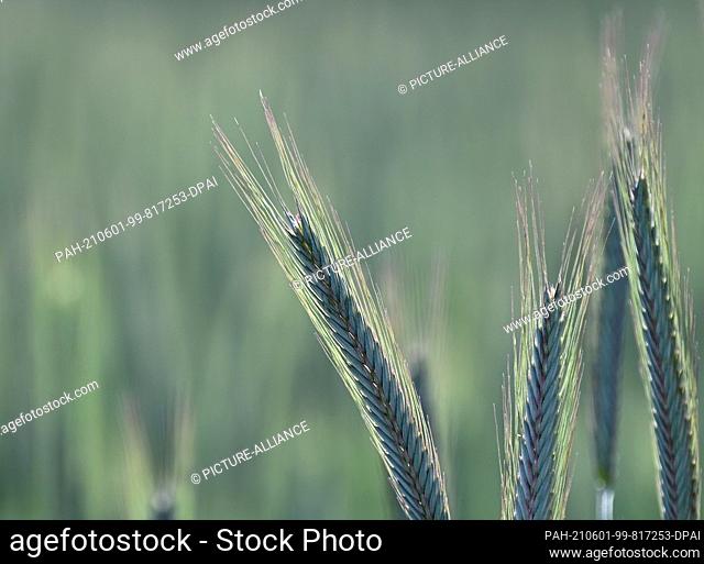 31 May 2021, Brandenburg, Gross Pankow: Unripe green rye stands in a field in the sun. Photo: Soeren Stache/dpa-Zentralbild/dpa