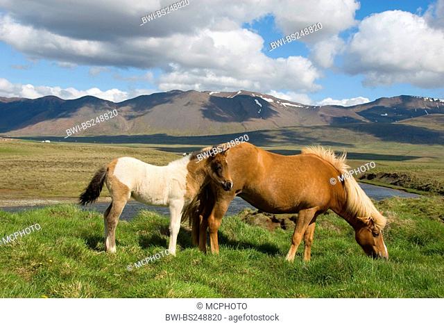 Islandic horse, Iceland pony Equus przewalskii f. caballus, Island ponies with foal in a pasture, Iceland