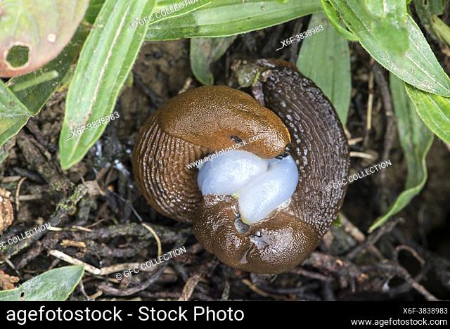Mating of Spanish slugs (Arion vulgaris), family of roundback slugs (Arionidae), Valais, Switzerland