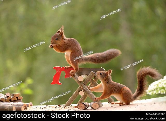 red squirrels with an saw and pile of wood