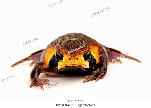 Transvaal short-headed frog, common rain frog, bushveld rain frog (Breviceps adspersus), cutout