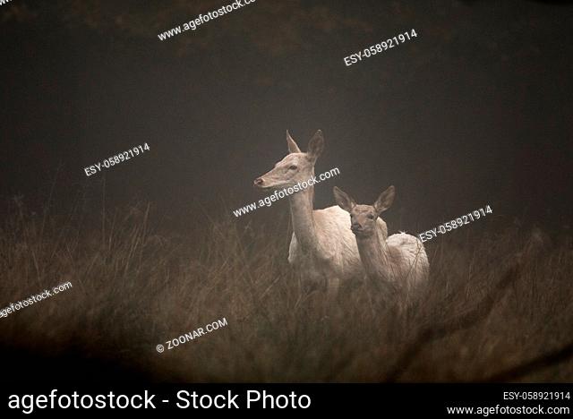 White colored red deer, Cervus elaphus. Female and fawn together. Animals standing in the early morning fog. Jaegersborg Dyrehave, the Deer Park