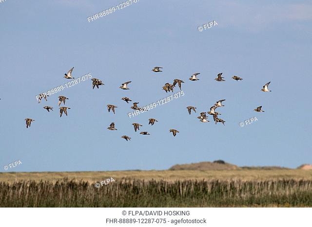 Golden Plovers flying late summer, Deepdale Marsh Norfolk