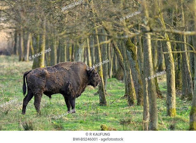 European bison, wisent Bison bonasus, adult bull standing at the edge of a light forest in a meadow, Germany