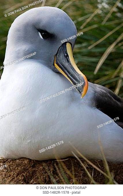 Close-up of a Grey-Headed albatross Thalassarche chrysostoma, Elsehul Bay, South Georgia Island, South Sandwich Islands
