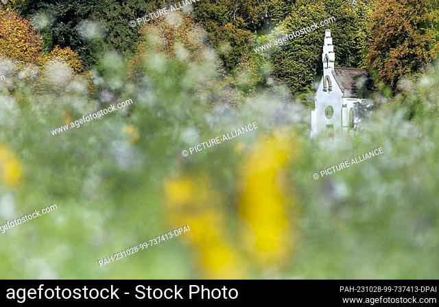 28 October 2023, Baden-Württemberg, Aulendorf: View through a blooming field with sunflowers to the chapel Hohkreuz near Aulendorf