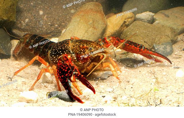 Red swamp crayfish Procambarus clarkii