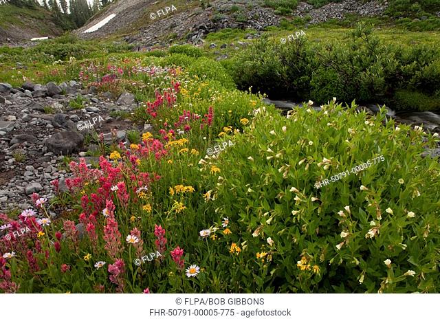 Small-flowered Paintbrush Castilleja parviflora and Yellow Willowherb Epilobium luteum at high altitude, Mount Rainier N P , Washington, U S A
