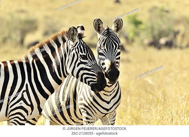 Two Zebras, Equus burchelli, showing their affection, Masai Mara, Kenya