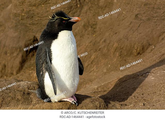 Saunders Island, Falkland Islands, United Kingdom, Southern rockhopper penguin, Eudyptes chrysocome