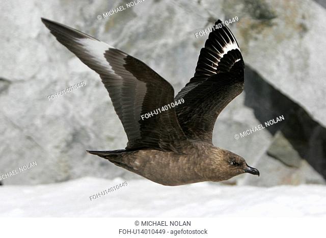 Adult Skua Catharacta spp in flight off Petermann Island near the Antarctic Peninsula. rr