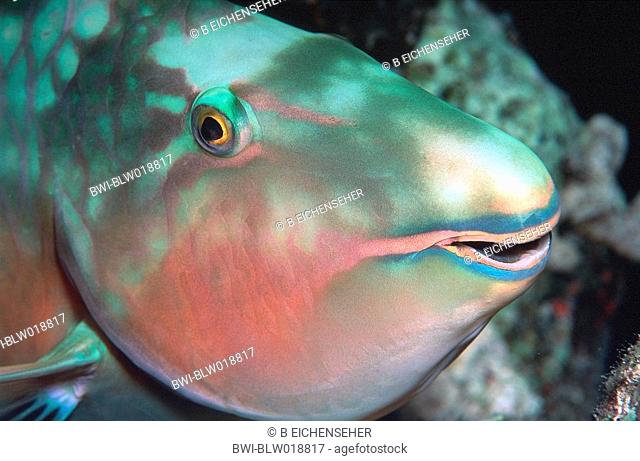 Parrotfish , Sep 96