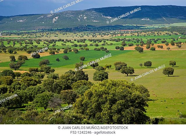 Cabañeros National Park in spring, Ciudad Real province, Castilla-La Mancha, Spain