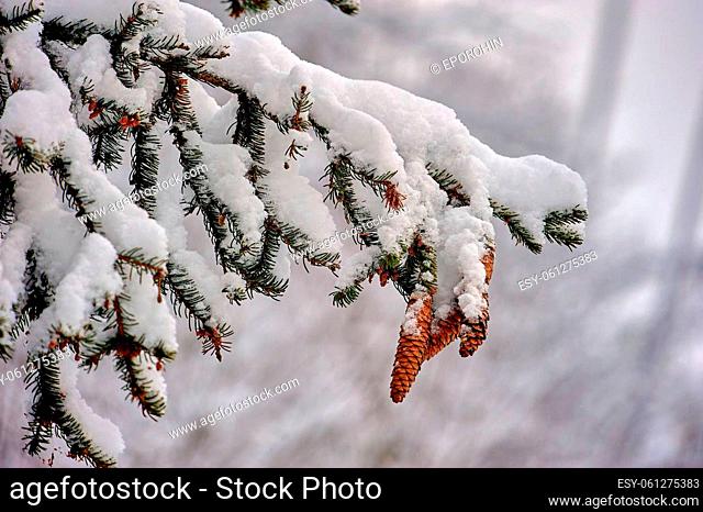 Spruce branch covered with snow with cones in the forest in winter. High quality photo