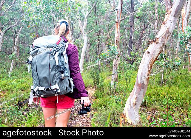 On the bush trail hiking through a woodland forest of tall gums and fragrant eucalypts. Woman is holding binoculars in one han and has a large backpack on her...