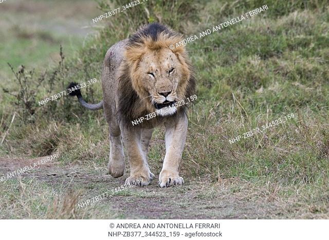 African lion Panthera leo, Masai Mara National Park, Kenya, Africa