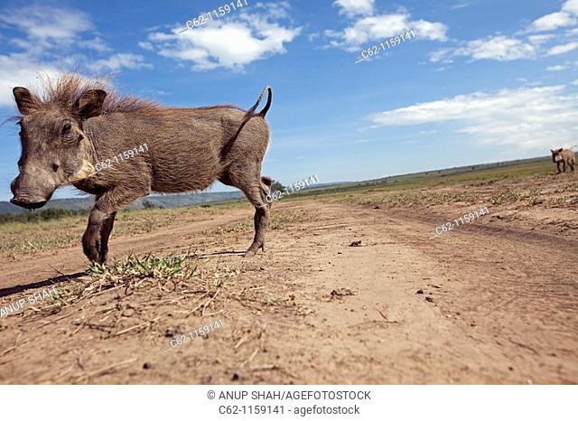 Warthog (Phacochoerus africanus) trotting across a track -wide angle perspective-, Maasai Mara National Reserve, Kenya