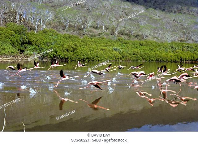 Flamingoes taking off Phoenicopterus ruber Playa Espumilla, Santiago Island, Galapagos, Ecuador