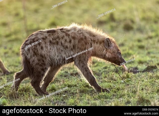 Africa, East Africa, Kenya, Masai Mara National Reserve, National Park, Spotted Hyena (Crocuta crocuta), adult, in the savannah, near an animal carcass
