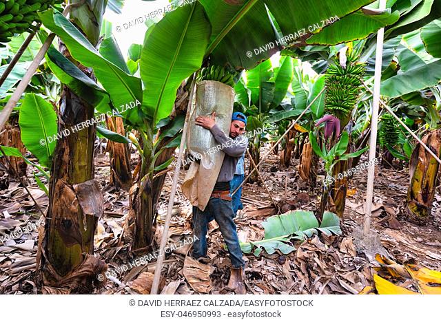 Tenerife, Spain - January 8, 2019: Workers cutting a bunch of bananas in a plantation in Tenerife, Canary islands, Spain