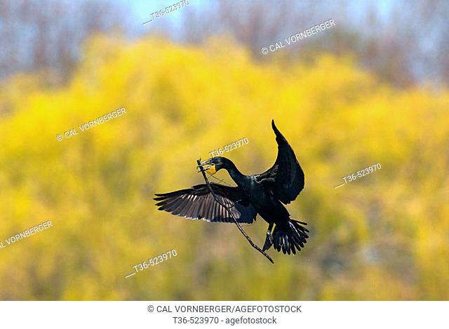 A Double-crested Cormorant (Phalacrocorax auritus) in flight brings nest material to a nest site on an early spring morning