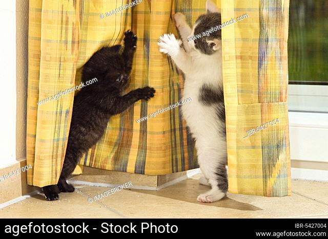 Domestic cats, kittens playing with curtain, curtains, drapes