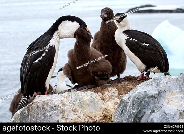 blue-eyed Antarctic cormorant family at feeding time